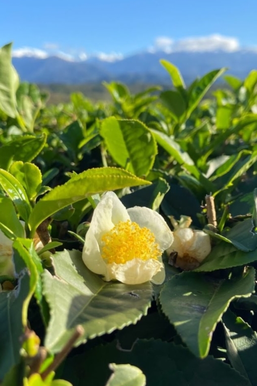 The Green Gold of Georgia - Recap