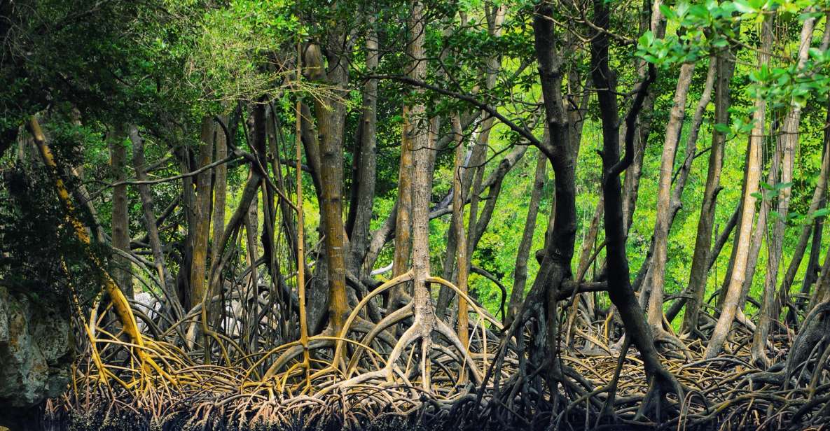 The Haitises: Boat Tour Sabana De La Mar, Caves & Mangroves - Discover Taíno Pictographs
