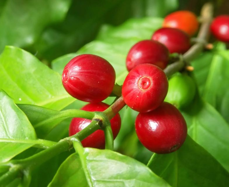 The Haitises: Cacao & Coffee Rainforest Hike/Boat Tour - Key Points