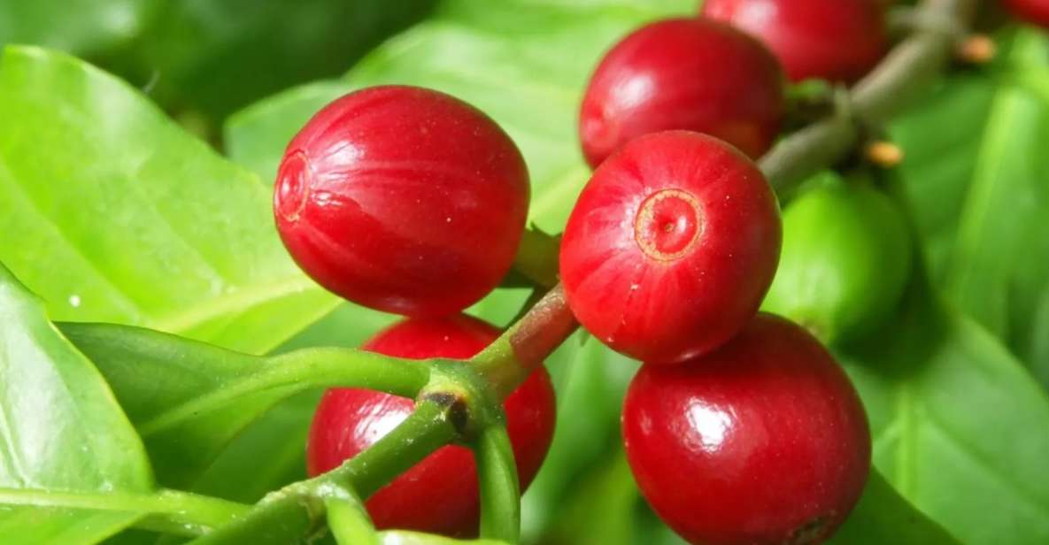 The Haitises: Cacao & Coffee Rainforest Hike/Boat Tour - Boat Tour Through Mangroves