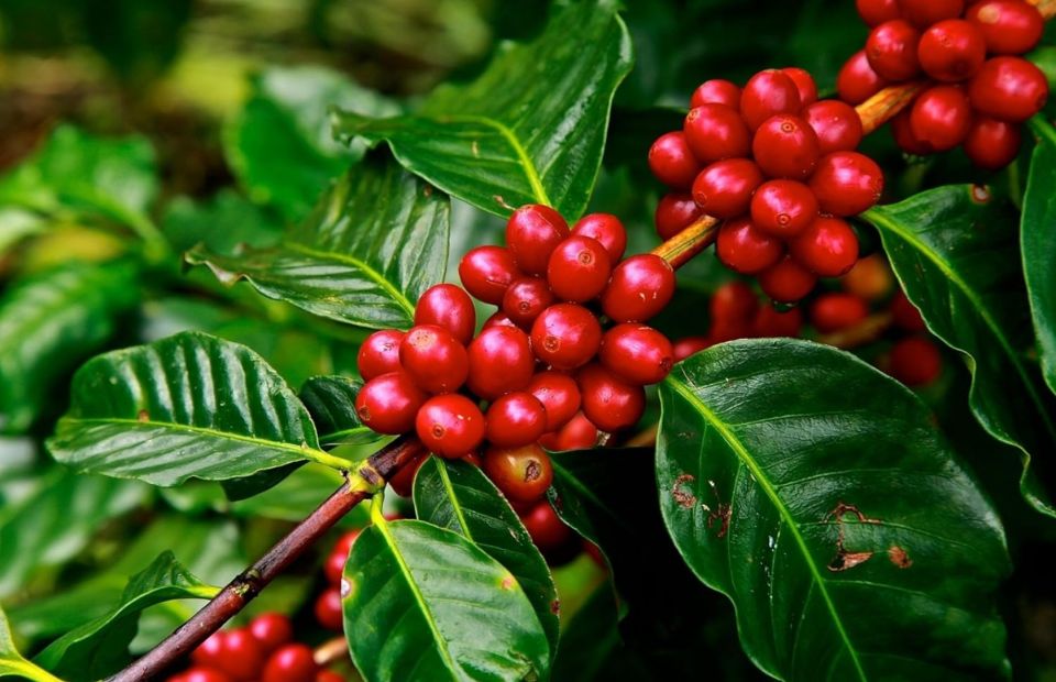 The Haitises: Cacao & Coffee Rainforest Hike/Boat Tour - Frequently Asked Questions