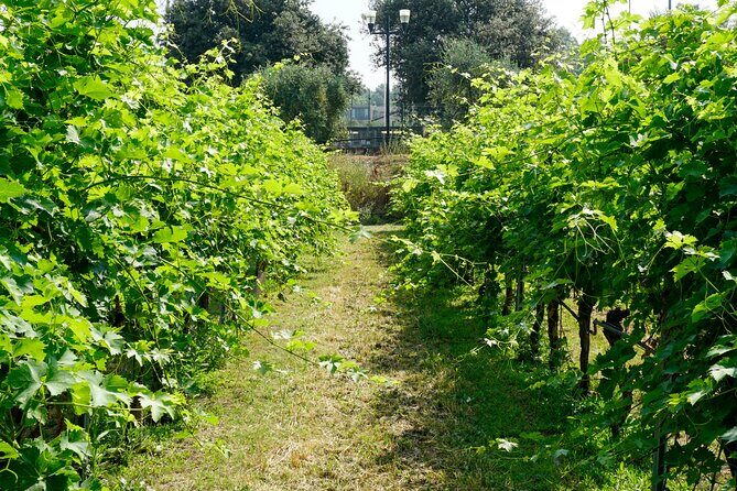 The history of Amarone: tour and vertical tasting of 3 decades - The Sum Up