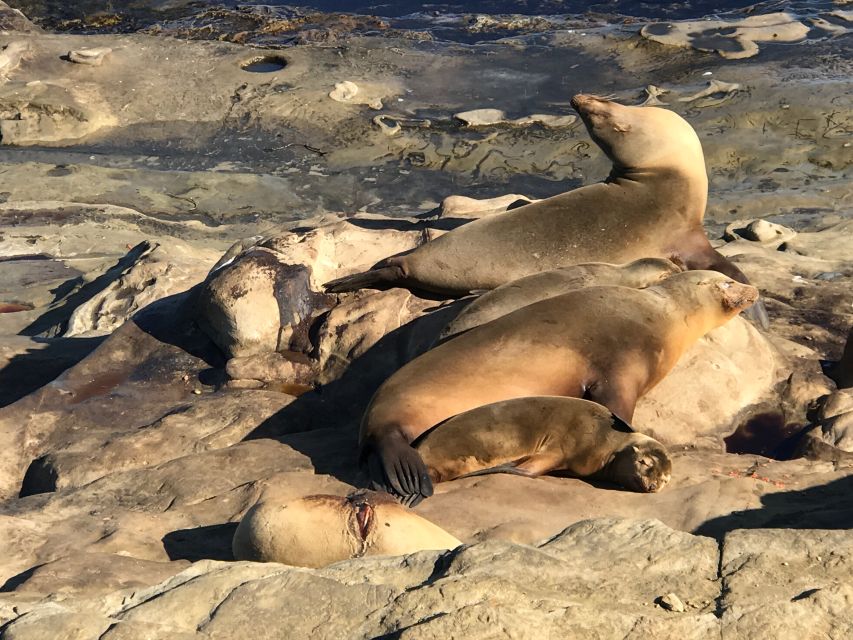 The La Jolla Tour - Tour Details
