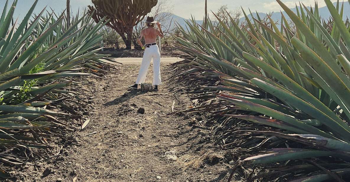 The Mezcal Journey - Key Points