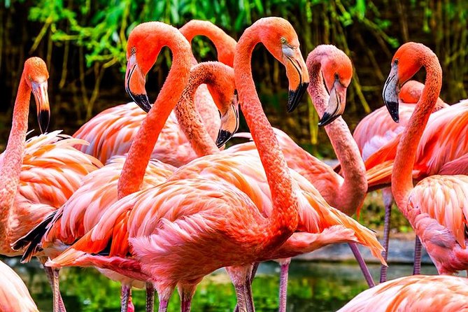 The Miami Sightseeing Flex Pass: 35 Attractions + Hop on Hop off - Customer Reviews and Experiences