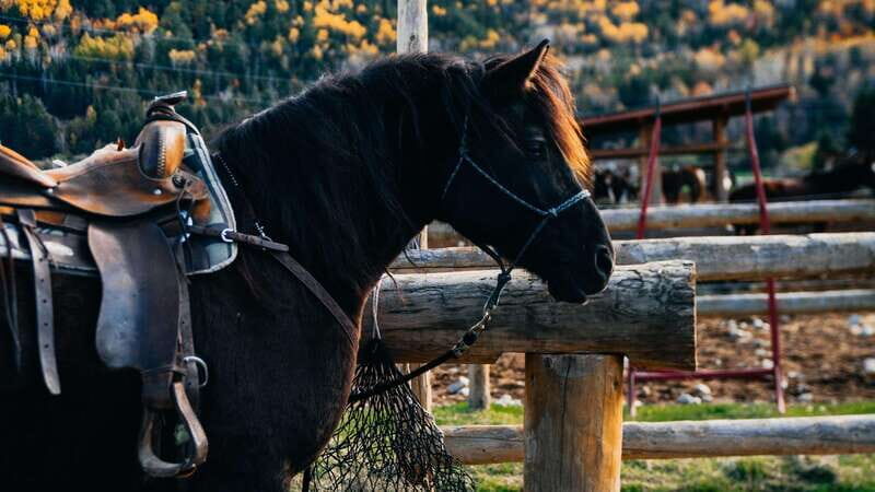 The Montagnarde: Guided horseback ride on mountain trails. - Key Points
