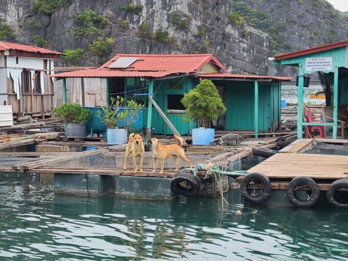 The Most Luxury Day Cruise Explore the Beauty of Lan Ha Bay - Important Tips for Your Cruise Experience
