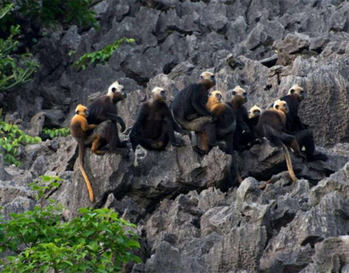 The Most Luxury Day Cruise Explore the Beauty of Lan Ha Bay - Frequently Asked Questions