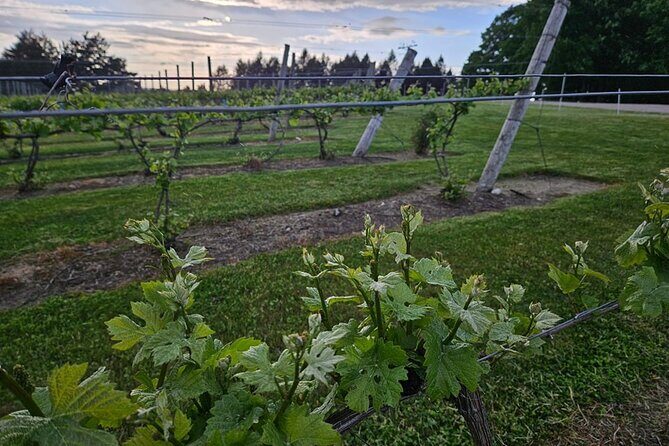 The NON BUS Torch Lake Traverse City Area Wine Tour - Final Thought: Is It Worth It?