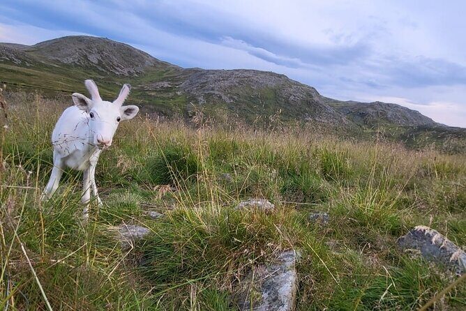 The North cape and the King crab - Discover the Arctic’s Heart: An In-Depth Look at the Tour