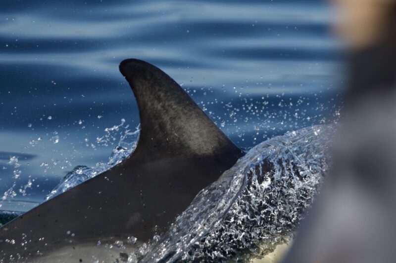 The North Coast Boat Trip Experience - The Sum Up