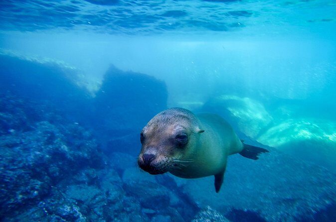 The only Natural Space Dolphin Encounter in Cabo Optional Pickup! - The Value of the Experience
