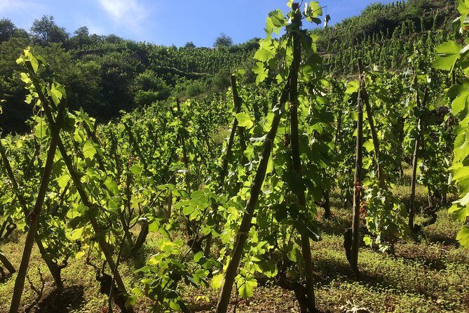 The Original Syrah Wine Tour (2:00 pm - 6:30 pm) - Small Group Tour from Lyon - Final Thoughts