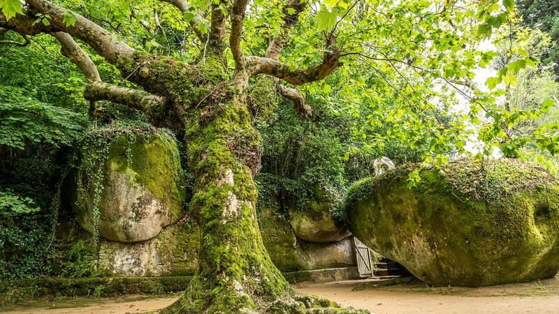 The Other Side of Sintra - Forgotten Woods Tour - A New Perspective on Sintra