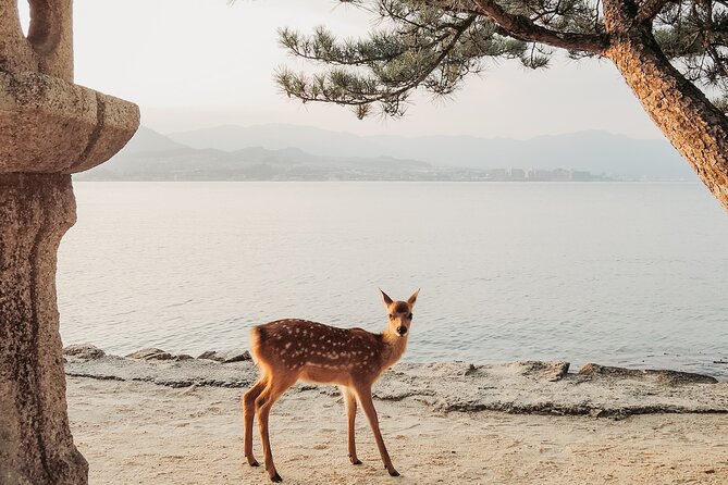 The Peace Memorial to Miyajima : Icons of Peace and Beauty - Lunch Included