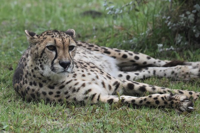 The Private Wildlife Tour - Additional Activities Available