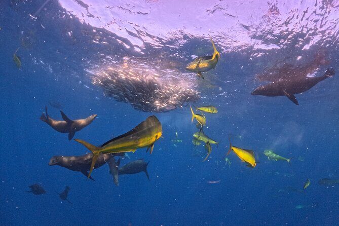 The Race of the Sardine - Key Points: