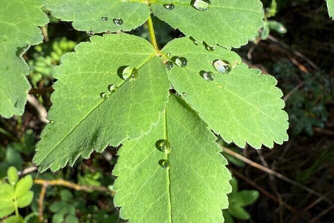 The Sacred Mountains Of Banff And Canmore Walking Tour - Why This Tour Stands Out