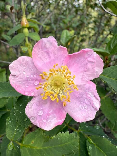 The Sacred Mountains Of Banff And Canmore Walking Tour - FAQs