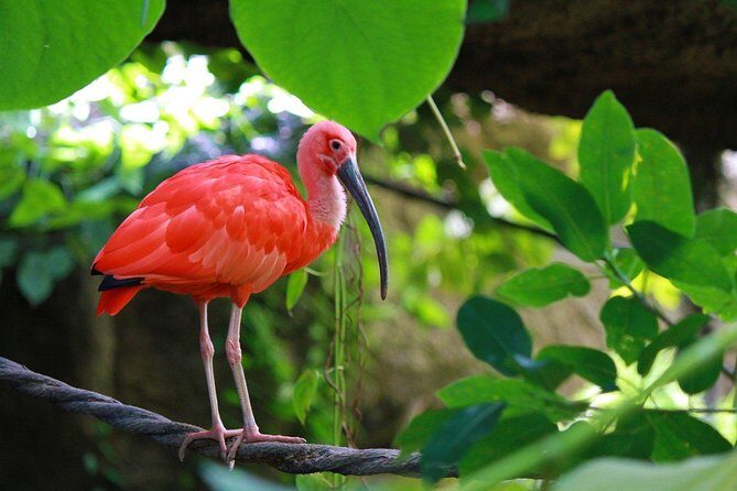 The Scarlet Ibis - Caroni Swamp Tour - Key Points