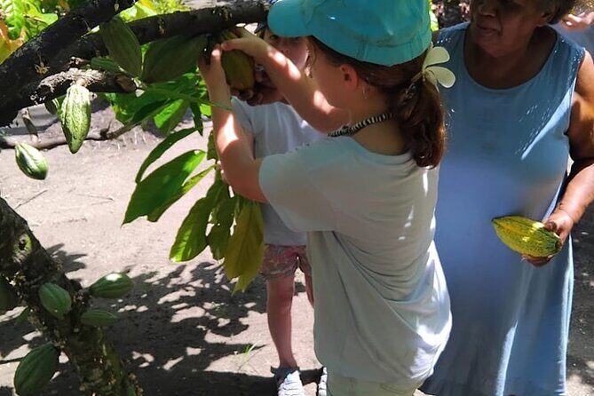 The Solomon Chocolate trail - The Solomon Chocolate Trail: An Authentic Cocoa Adventure in the Solomon Islands