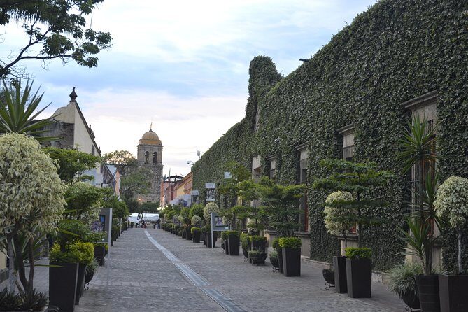 The Tequila Root - An In-Depth Look at The Tequila Root Tour