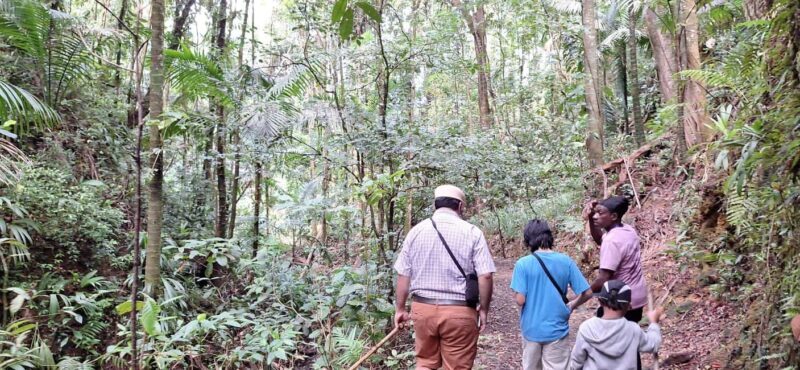 The Tobago Rainforest Tour - An In-Depth Look at the Tobago Rainforest Tour