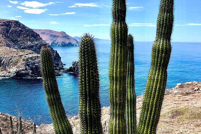 The Ultimate Camel Safari Experience in Los Cabos - The Sum Up: Is It Worth It?