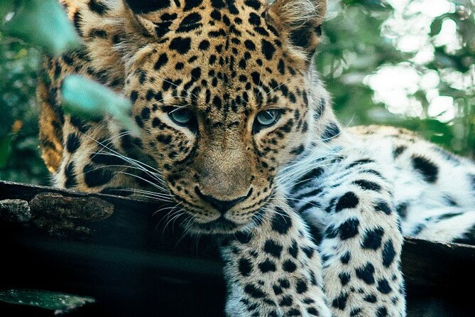 The Ultimate Guide for 2-Day Tanzania Safari From Mwanza - Meeting and Pickup