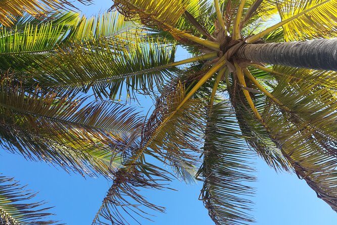 The Ultimate St. Lucian Experience Tour for Cruise ship Passengers - Who Should Book This Tour?