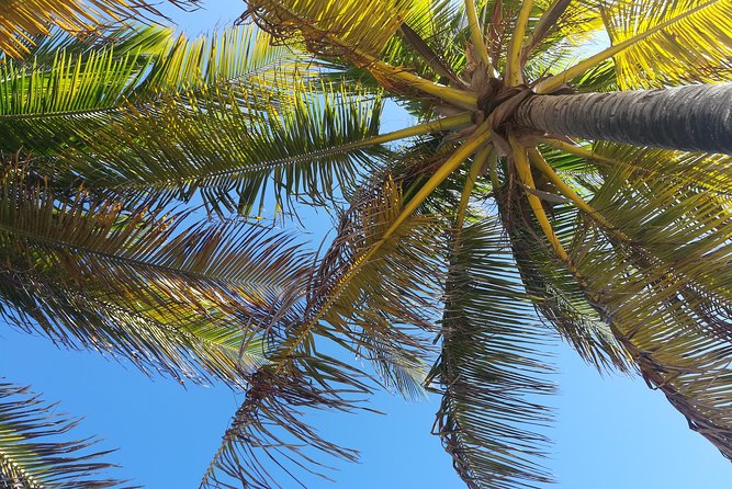 The Ultimate St. Lucian Experience Tour for Cruise Ship Passengers - Highlights of the Itinerary