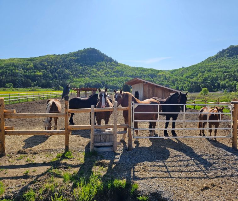 The Valley: a Charming Introduction to Horseback Riding - Duration and Group Size