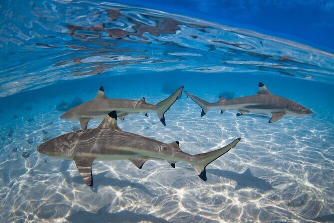 The Vanilla tour of Taha'a in a comfortable outrigger canoe - FAQ