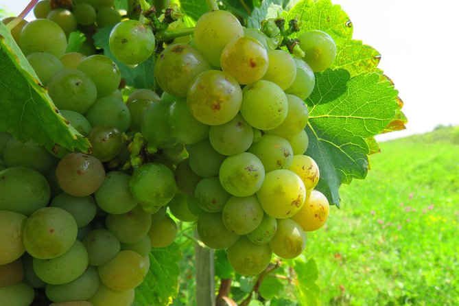 The Wine Route by Bike - Schedule and Duration
