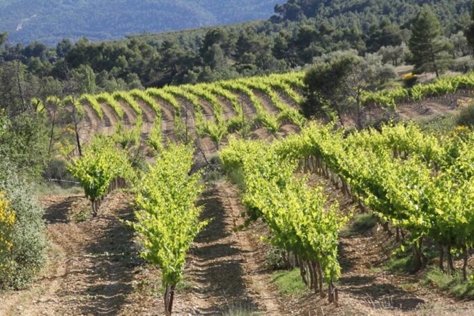 The Wines of Provence.... a Must to Discover ! - Ask Away