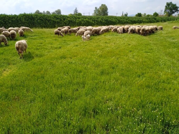 Thessaloniki: Private Greek Cooking Class and Meal at a Farm - Tips for a Memorable Visit