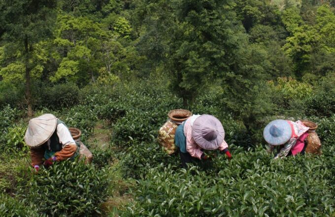 Thousand Island Lake and Pinglin Tea Plantation From Taipei - Booking and Cancellation