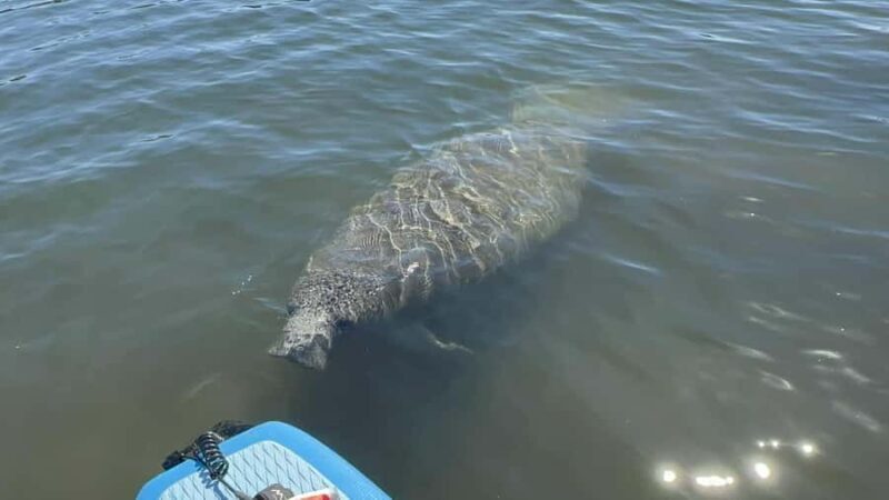 Three Sisters Clear Kayak and Snorkeling Manatee Tour - An In-Depth Look at the Experience