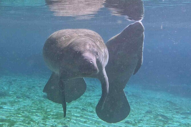 Three Sisters Tandem Kayak and Snorkeling Manatee Tour - Setting the Scene: What’s Included