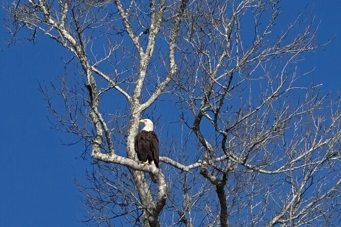 Three Sisters Tandem Kayak and Snorkeling Manatee Tour - Concluding Thoughts: Who Will Love This Tour?