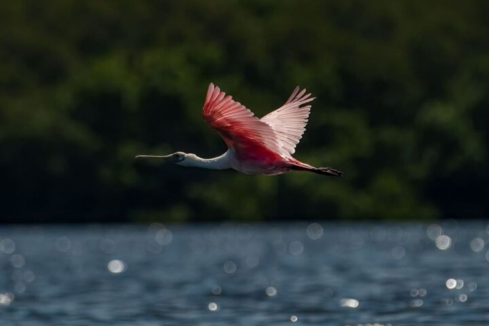 Tierra Verde: Kayak Tour at Shell Key With Capt Yak - Paddling Through Mangrove Tunnels