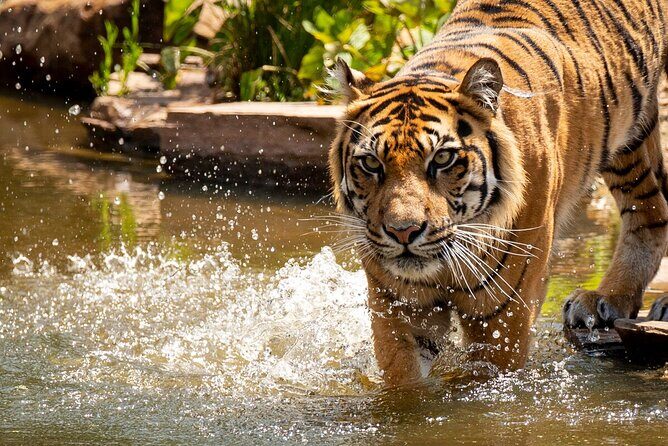 Tiger Experience at Melbourne Zoo - excl. entry - What to Expect from the Tiger Experience
