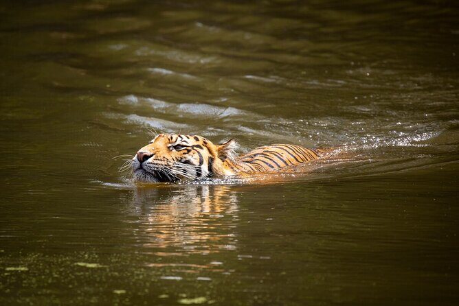 Tiger Experience at Melbourne Zoo - excl. entry - Final Thoughts