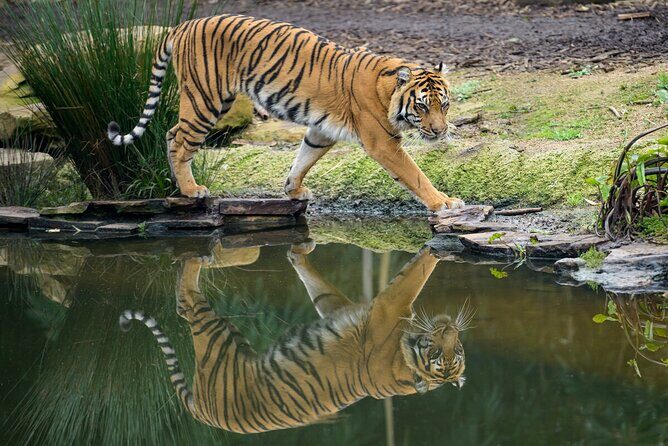 Tiger Experience at Melbourne Zoo - excl. entry - FAQ