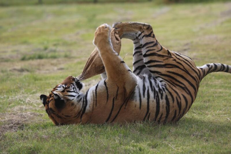 Tiger Valley Tour - Good To Know