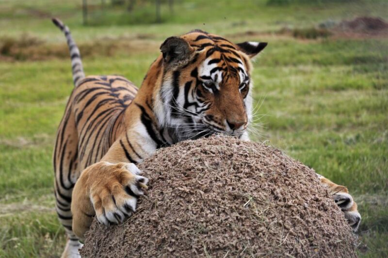 Tiger Valley Tour - Experience Highlights
