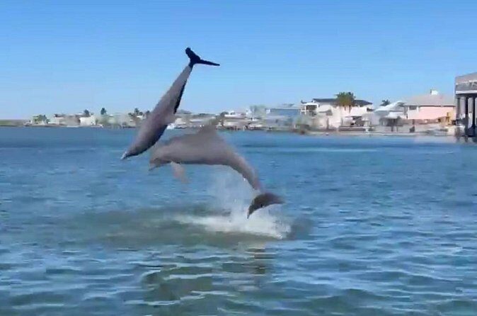 Tiki Pub Amazing Dolphin Eco Adventure - A Closer Look at the Reviews