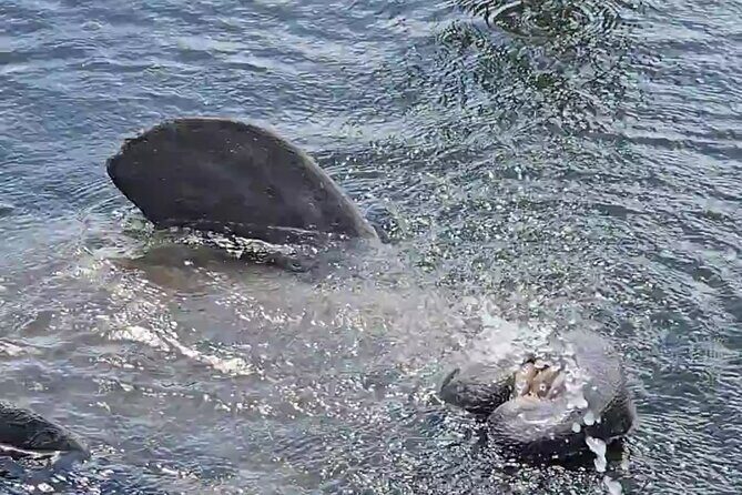 Tiki Pub Amazing Dolphin Eco Adventure - The Value of This Eco Adventure