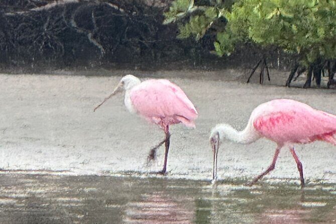 Tiki Pub Amazing Dolphin Eco Adventure - FAQs