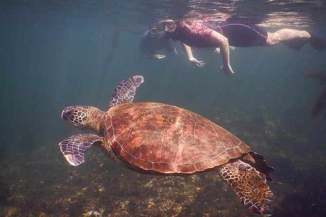 Tintoreras Islet Tour From Isabela - Hiking & Snorkeling in Galapagos Islands - Transportation and Logistics